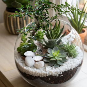terrariums